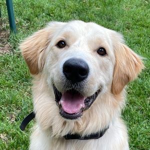 Meet your Posher, Casey